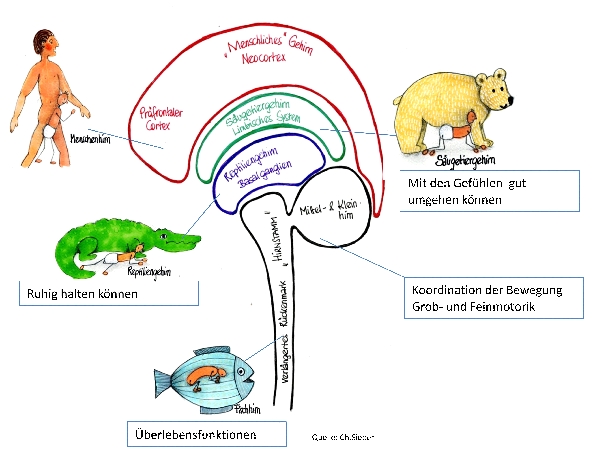 Aufbau des Gehirns